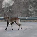 La Manduca Teruel