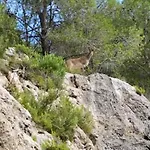 La Manduca *