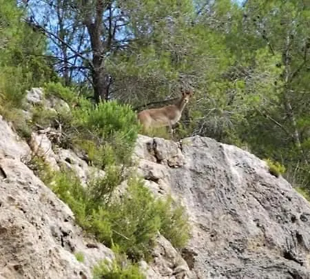 La Manduca *