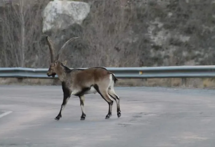 La Manduca Τερουέλ